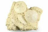 Three Fossil Sand Dollars (Scutella) - France #359695-1